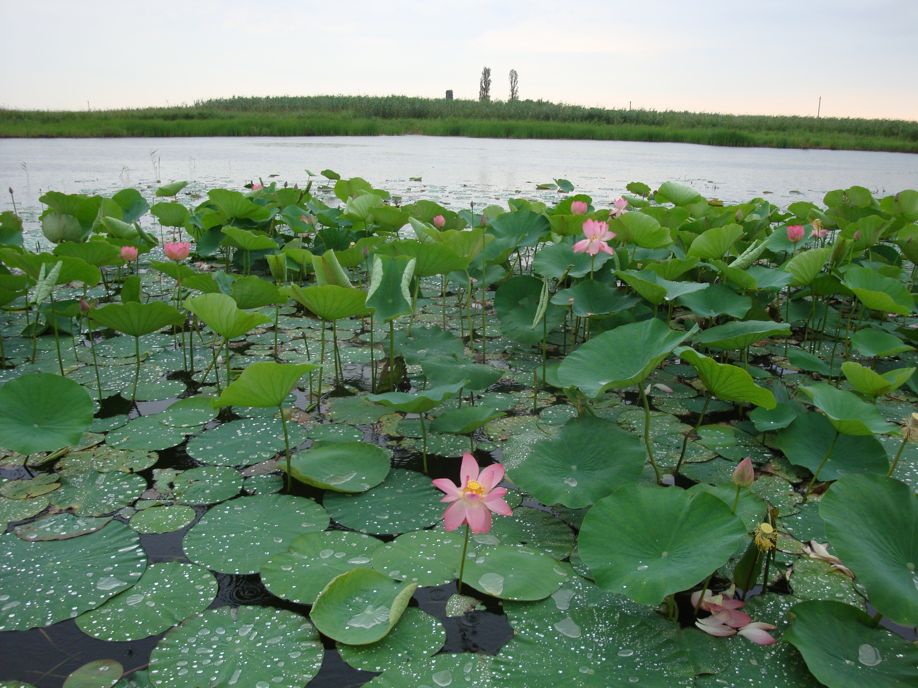 Приморско-Ахтарск